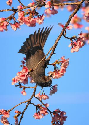 縦写真部門　入選　マー　蜜を求めて（ヒヨドリ）