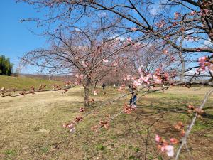 北浅羽桜堤公園の写真