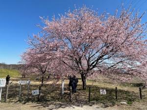 桜の引きの写真
