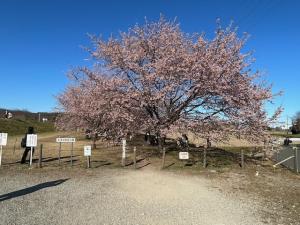 桜の引きの写真