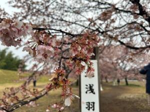 桜のアップの写真