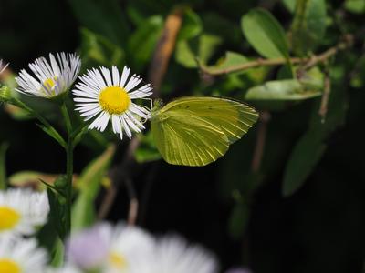 キタキチョウの画像