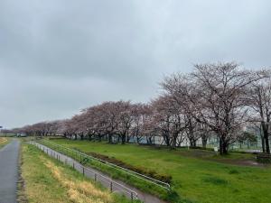 桜の引き