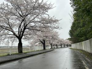 桜の引き