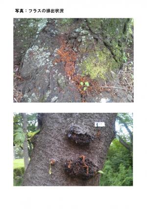 フラスの排出状況