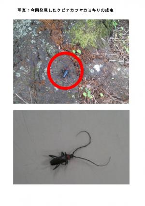 今回発見したクビアカツヤカミキリの成虫