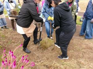 植替えの様子
