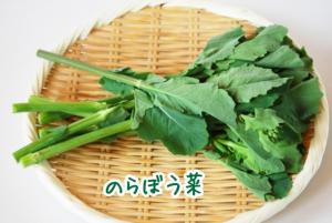 のらぼう菜