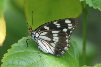 ゴマダラチョウの画像