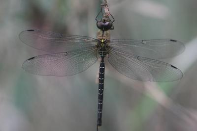 カトリヤンマの画像