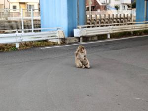 目撃されたサル
