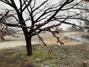 北浅羽桜堤公園安行寒桜