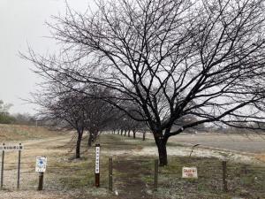 北浅羽桜堤公園安行寒桜