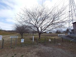 北浅羽桜堤公園安行寒桜R7月3日.6②