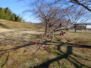 北浅羽桜堤公園安行寒桜