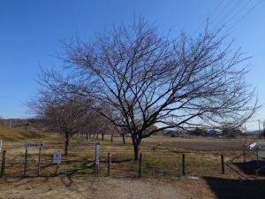 北浅羽桜堤公園安行寒桜