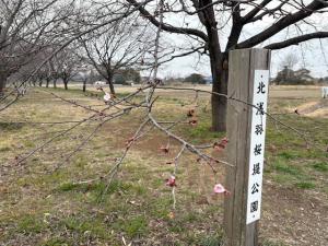 北浅羽桜堤公園安行寒桜