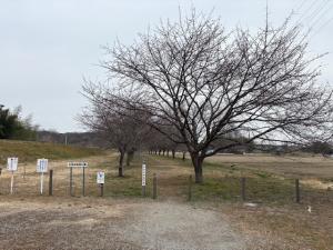 北浅羽桜堤公園安行寒桜