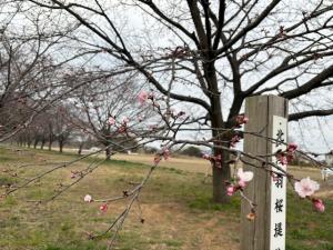 北浅羽桜堤公園安行寒桜