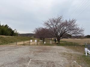 北浅羽桜堤公園安行寒桜