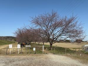 北浅羽桜堤公園安行寒桜
