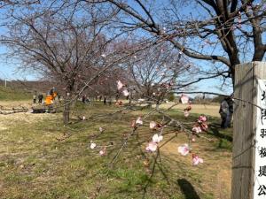 北浅羽桜堤公園安行寒桜