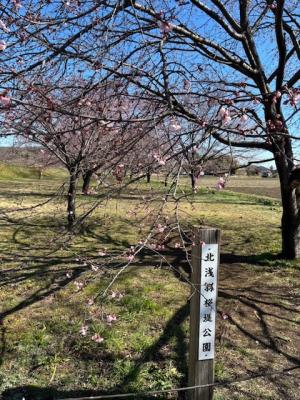 北浅羽桜堤公園安行寒桜
