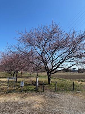北浅羽桜堤公園安行寒桜