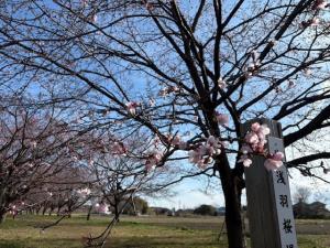 北浅羽桜堤公園安行寒桜