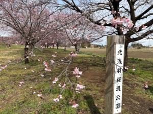 北浅羽桜堤公園安行寒桜