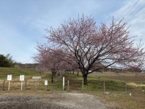 北浅羽桜堤公園安行寒桜