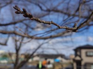 泉町桜堤公園