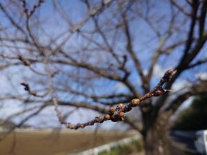 にっさいの桜並木