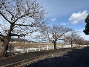 にっさいの桜並木