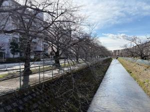 東坂戸団地の桜並木