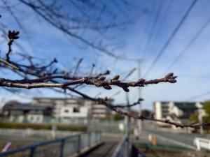 東坂戸団地の桜並木