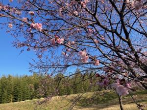 北浅羽桜堤公園安行寒桜