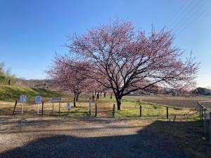 北浅羽桜堤公園安行寒桜