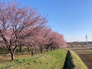 北浅羽桜堤公園安行寒桜