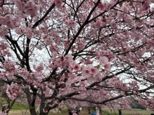 北浅羽桜堤公園安行寒桜