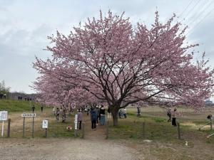 北浅羽桜堤公園安行寒桜