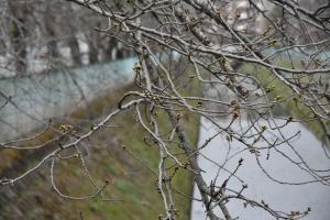 東坂戸団地の桜並木