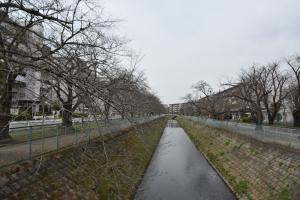 東坂戸団地の桜並木