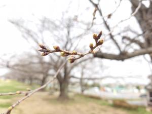 泉町桜堤公園