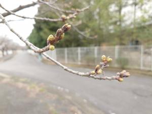にっさい桜並木