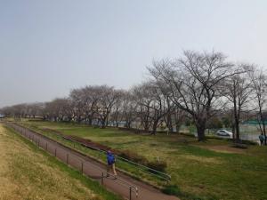 泉町桜堤公園