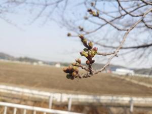 にっさ