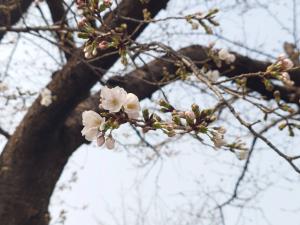 東坂戸団地桜並木