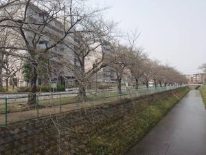 東坂戸団地桜並木