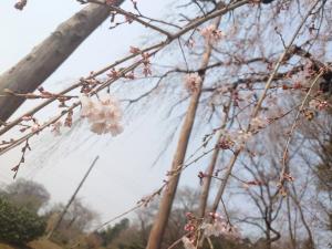 慈眼寺シダレザクラ